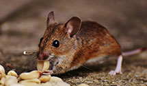 24 Hour & Emergency Exterminators in Naper, NE